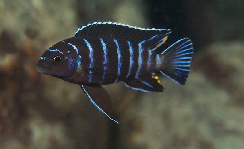 Tropheops sp. 'elongatus chizumulu' Chizumulu Island